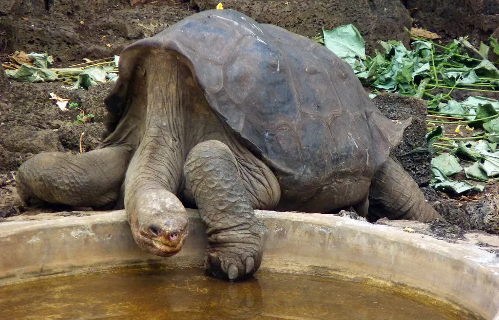 #3 - Pinta Island Tortoise Relatives: When "The Last One" Isn't Actually The Last (Mr Tigggs, Flickr, CC BY 2.0)
