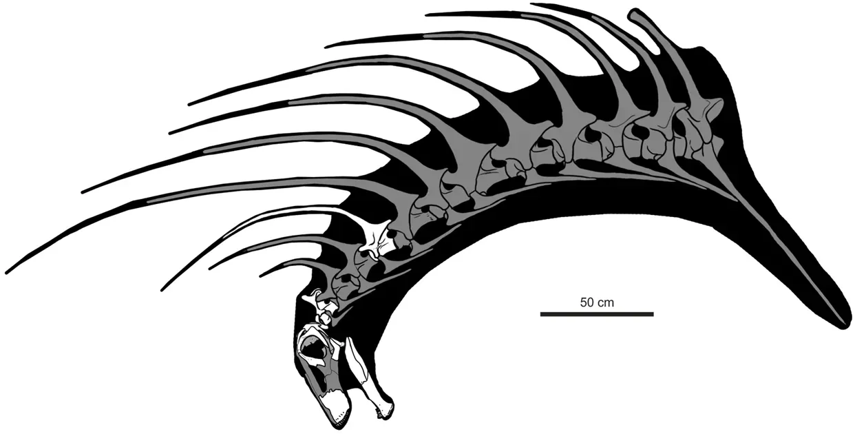 The Double Row of Spines: Anatomy of a Mystery (By Pablo A. Gallina, Sebastián Apesteguía, Juan I. Canale & Alejandro Haluza, CC BY 4.0)