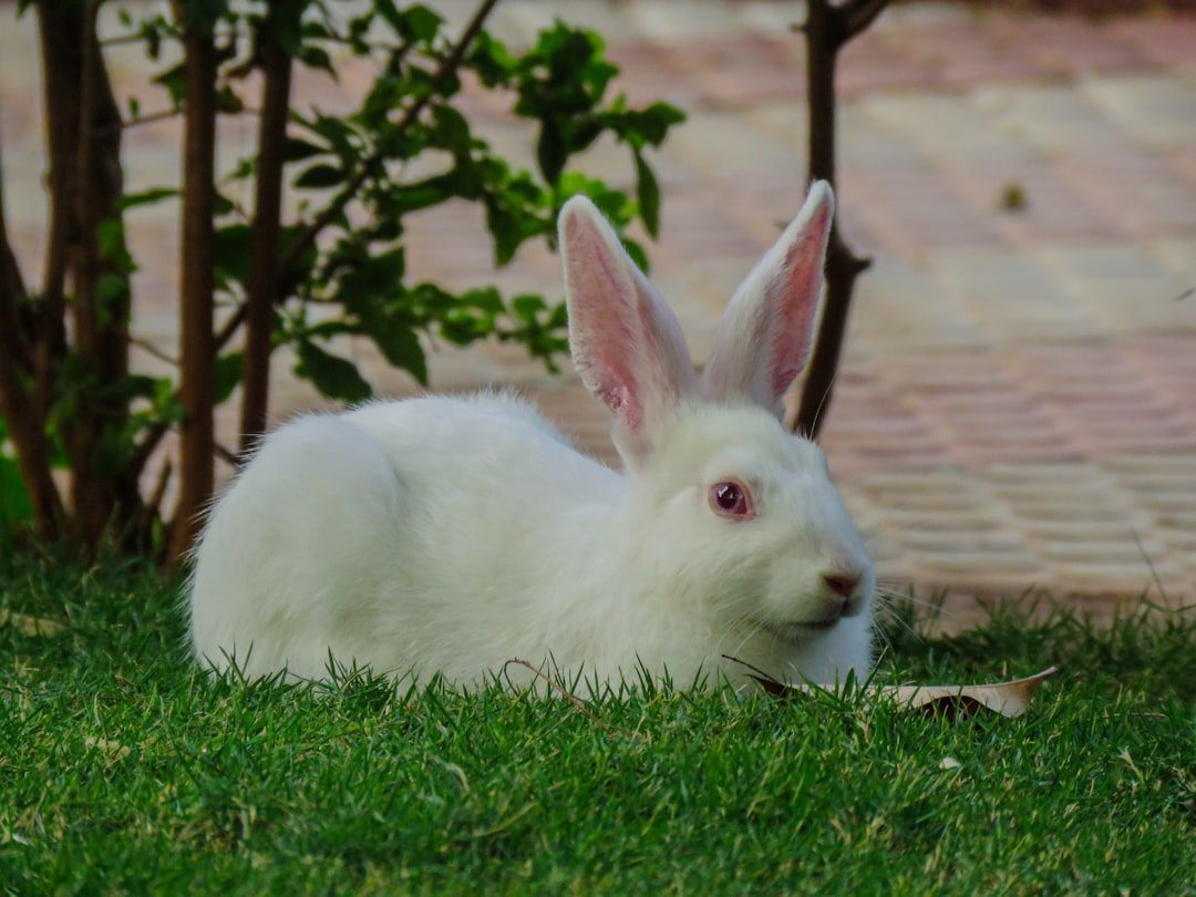 The Graceful Rabbit: Your Gentle Wisdom (Image Credits: Unsplash)