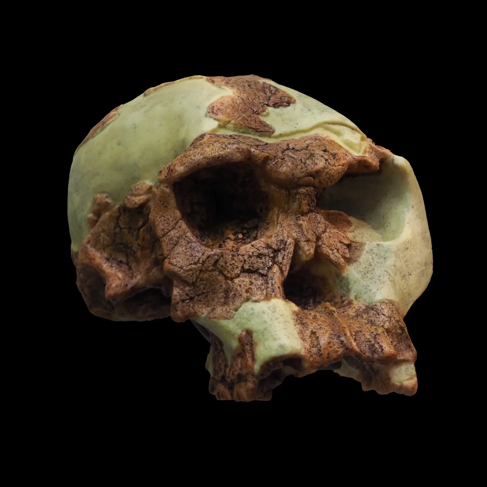 #8 - Homo habilis Is Getting Squeezed From Both Sides (By Rama, CC BY-SA 3.0 fr)