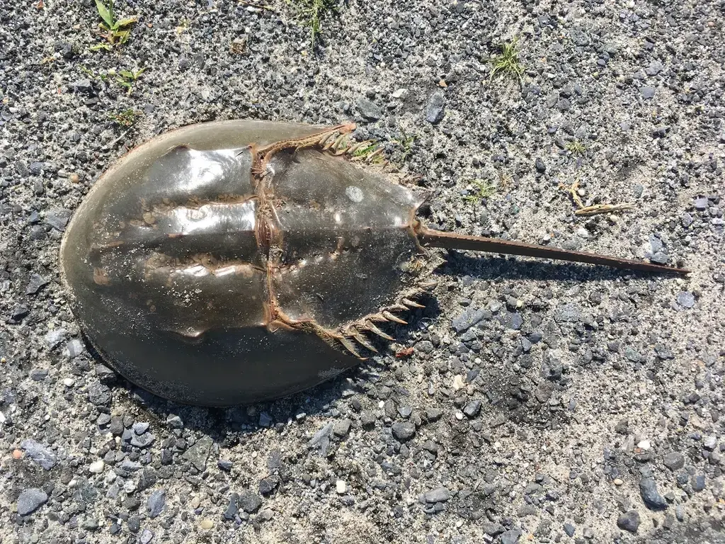 The Horseshoe Crab: The Master of 