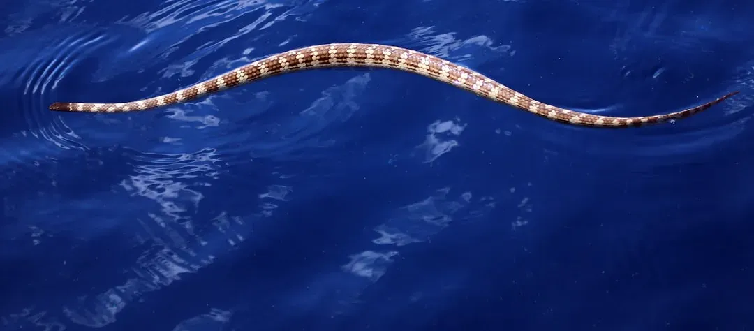 From Land to Sea and Back Again: The Remarkable Reversals (Image Credits: Unsplash)