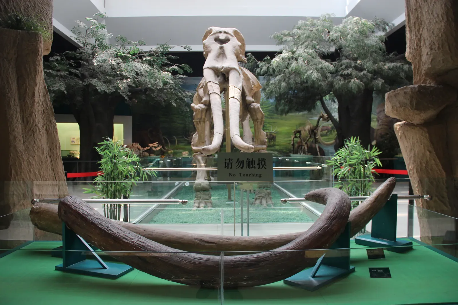 The Bottom Line (Giant Mastodon Skeleton and Tusks, CC0)