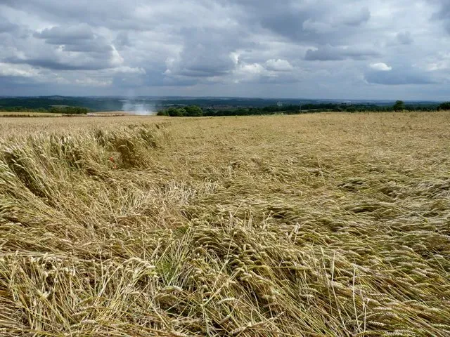 #8 - Flattened Crops and Grasses Trace Storm-Level Wind Patterns (From geograph.org.uk, CC BY-SA 2.0)