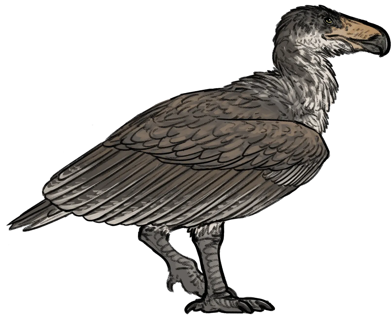 Argentavis Magnificens: The Heavyweight Champion (Image Credits: Wikimedia)