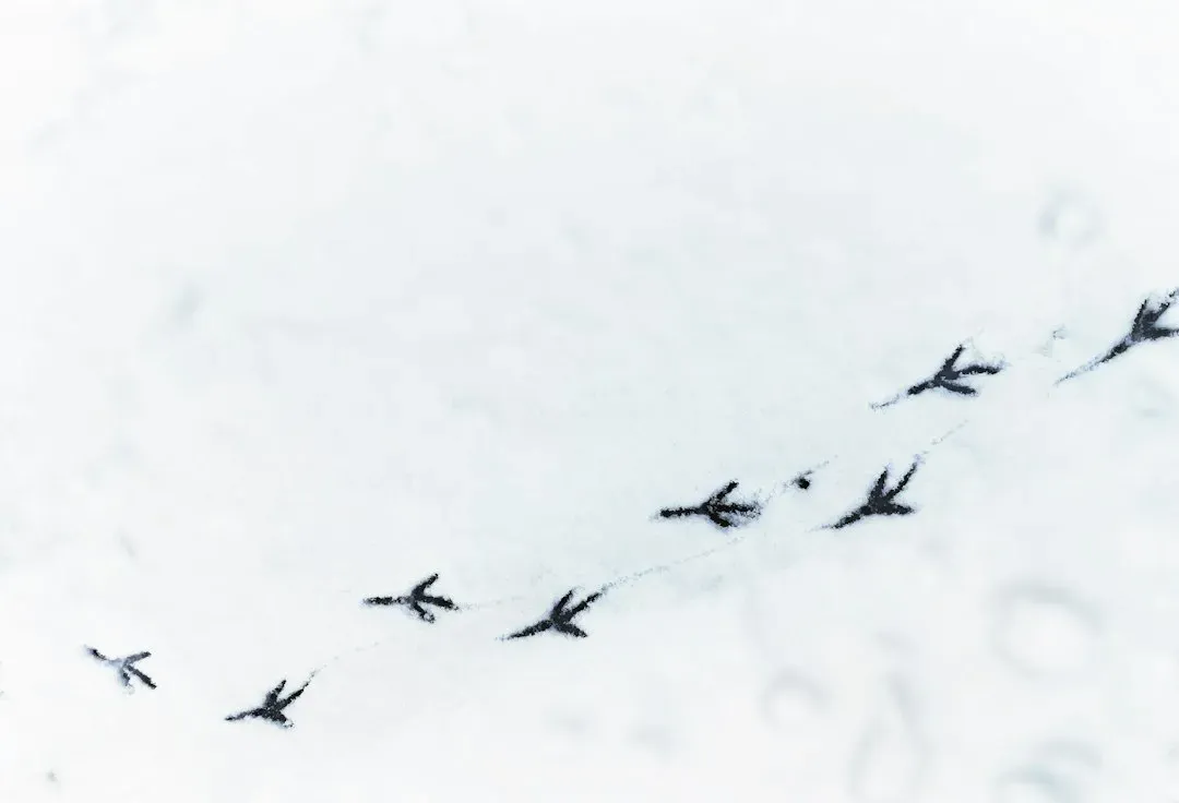 Conclusion: Tracking as the First Environmental Science (Image Credits: Unsplash)