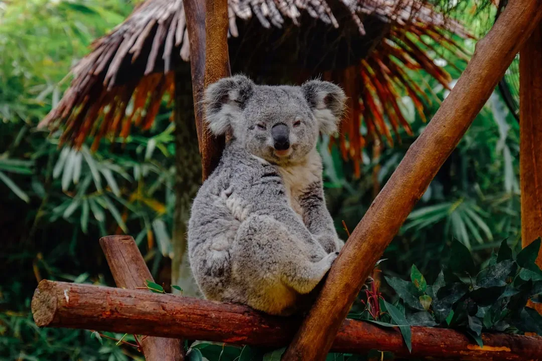#2 - Why "Koala Bear" Has Been Wrong Since the 1800s (Image Credits: Unsplash)