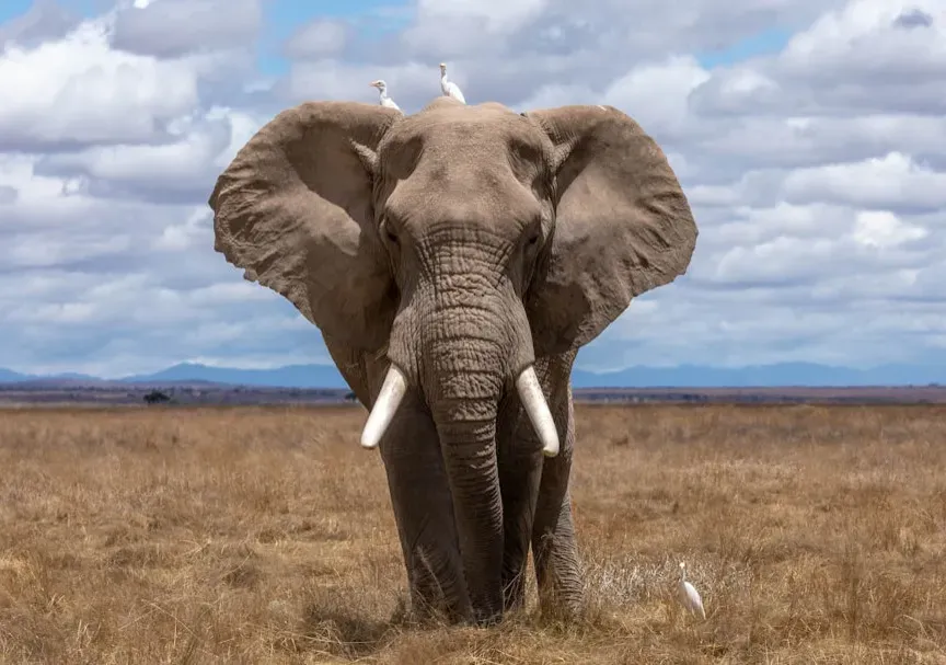#1 - Why Elephants Return to Bones for Reasons We Can't Confirm (Image Credits: Unsplash)