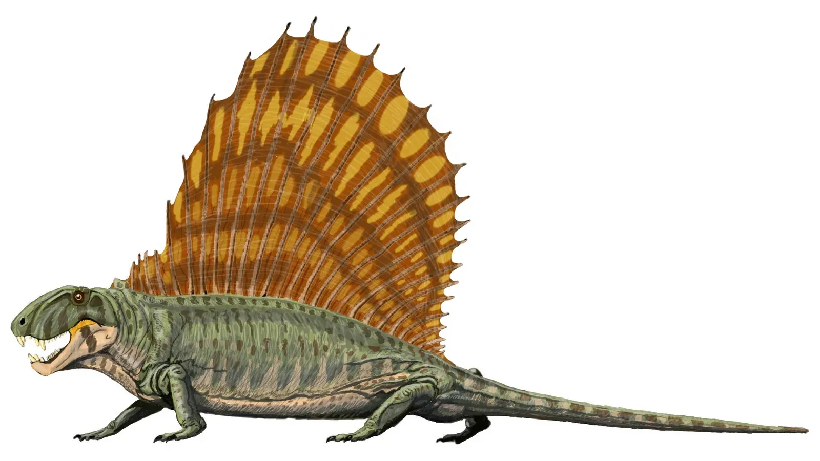 Dimetrodon: The Sail-Backed Beast More Closely Related to You Than to Any Dinosaur (Image Credits: Wikimedia)