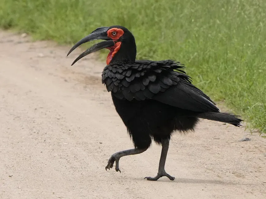 Hornbills and Ground Hornbills: Beaks, Casques, and Jurassic Faces (Image Credits: Pexels)