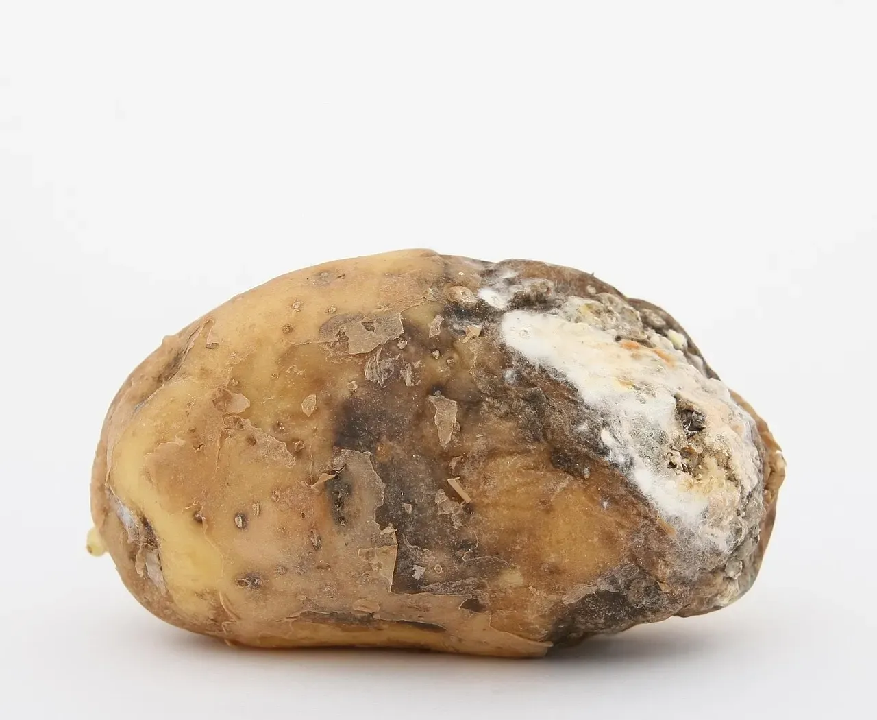Rotting Food, Pathogens, and the “Behavioral Immune System” (Image Credits: Pixabay)