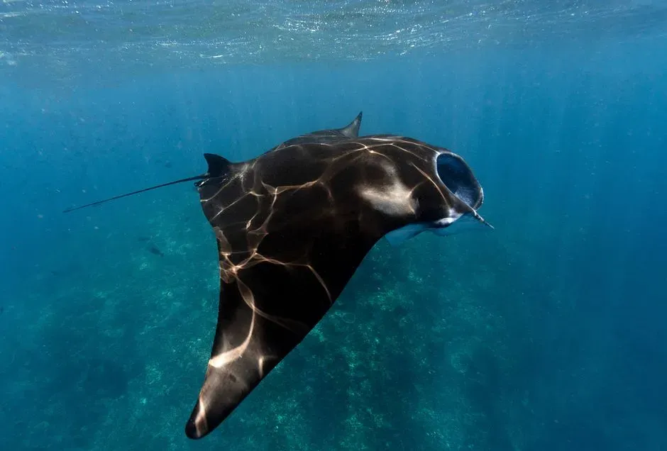 Libra: Manta Ray – The Graceful Glider (Image Credits: Pexels)