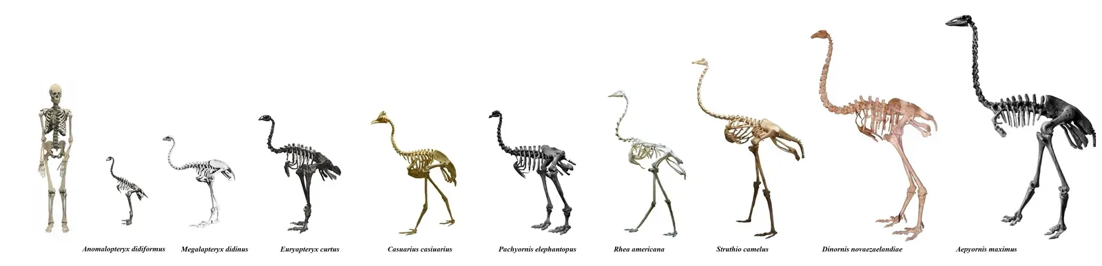 12. The Giant Elephant Birds of Madagascar We Still Can't Fully Picture (By Monnier, Drow male, Ryan Somma, Roger Fenton, [1], Goupil & Cie and Samuel Glendening Payne, CC BY-SA 2.0)