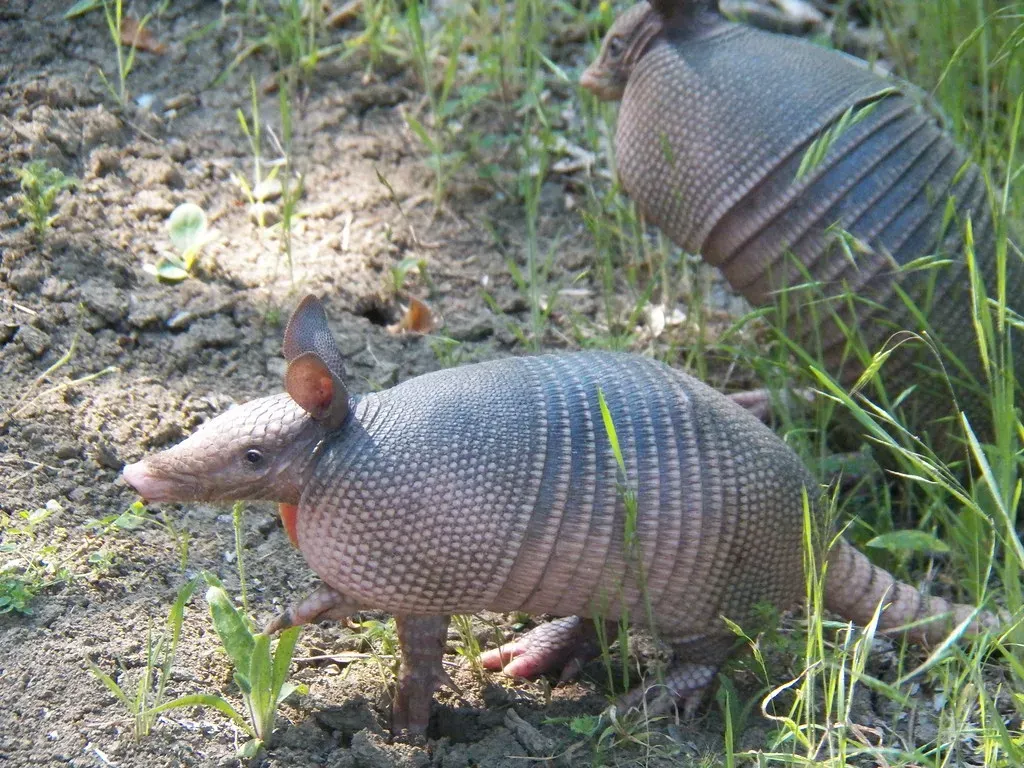 The Nine-Banded Armadillo: Pocket-Sized Heir to an Armored Giant (Image Credits: Flickr)