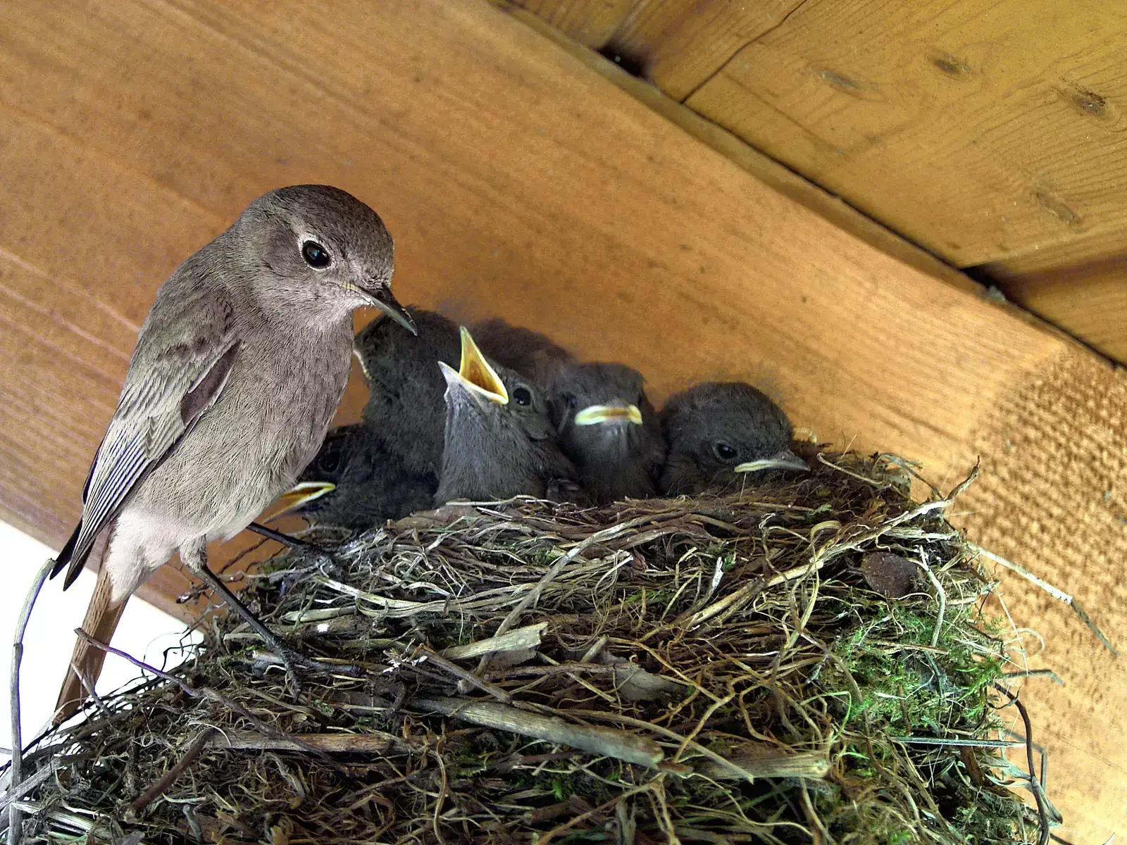 Comparisons with Birds and Crocodiles Help You Fill in the Gaps (By Stefan-Xp, CC BY-SA 3.0)