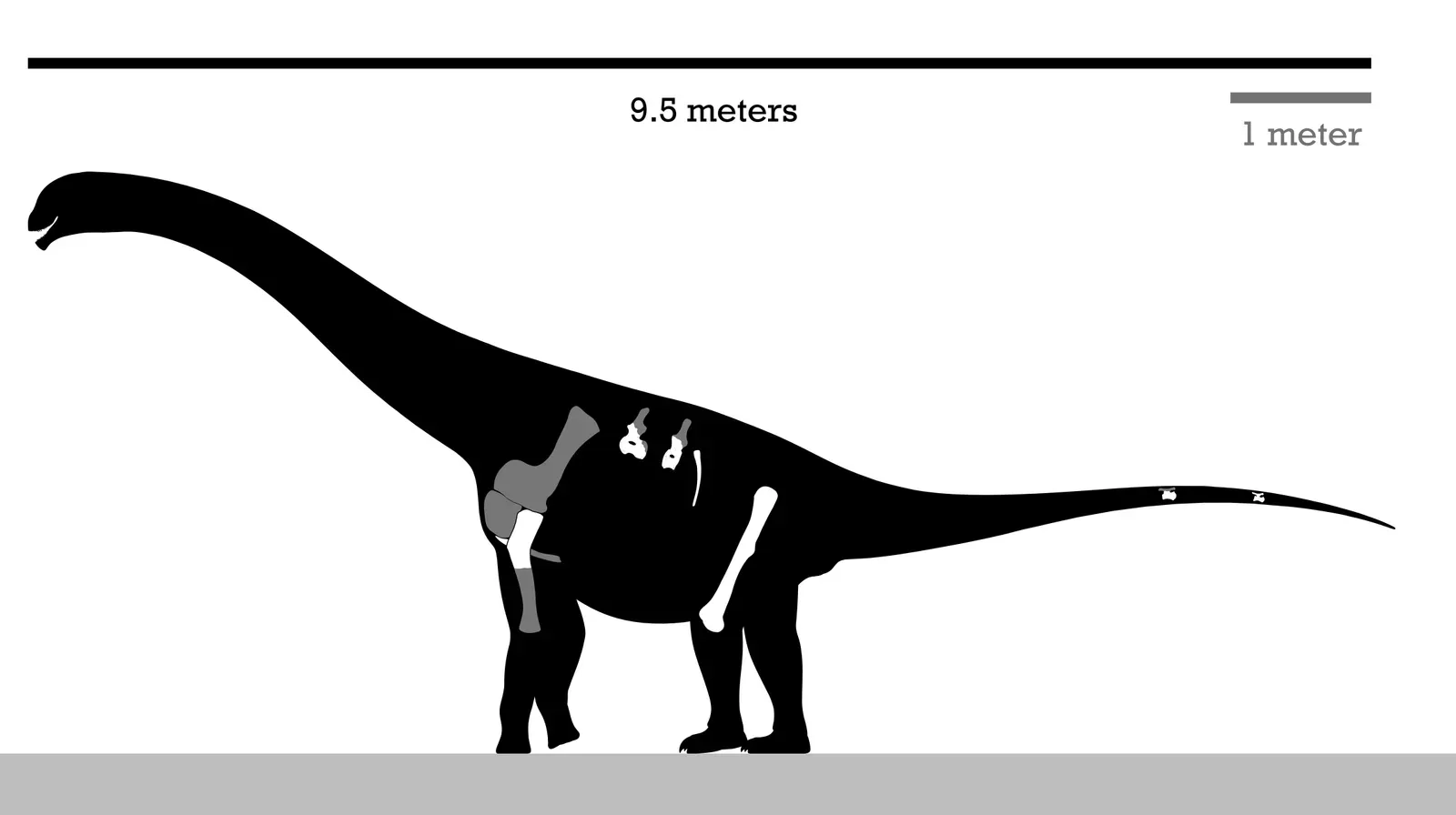 The 1997 Discovery That Changed Everything (By PaleoNeolitic, CC BY-SA 4.0)