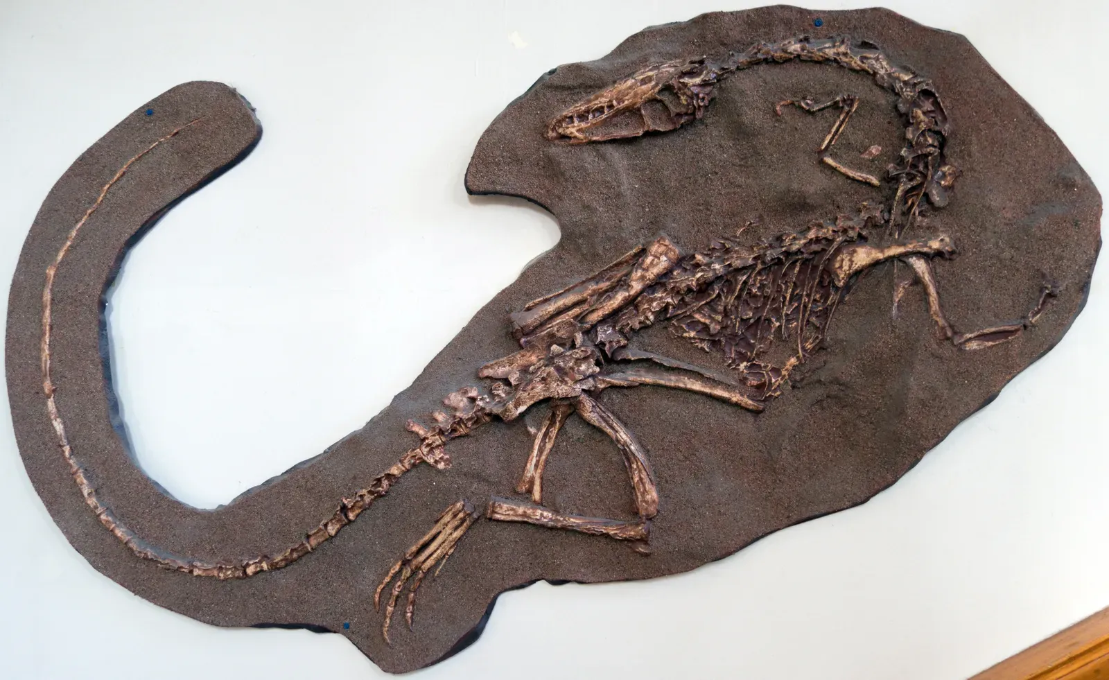 #10 - A Construction Site in the American Southwest Turned Up One of the Earliest Dinosaurs (By Thomas Quine, CC BY 2.0)