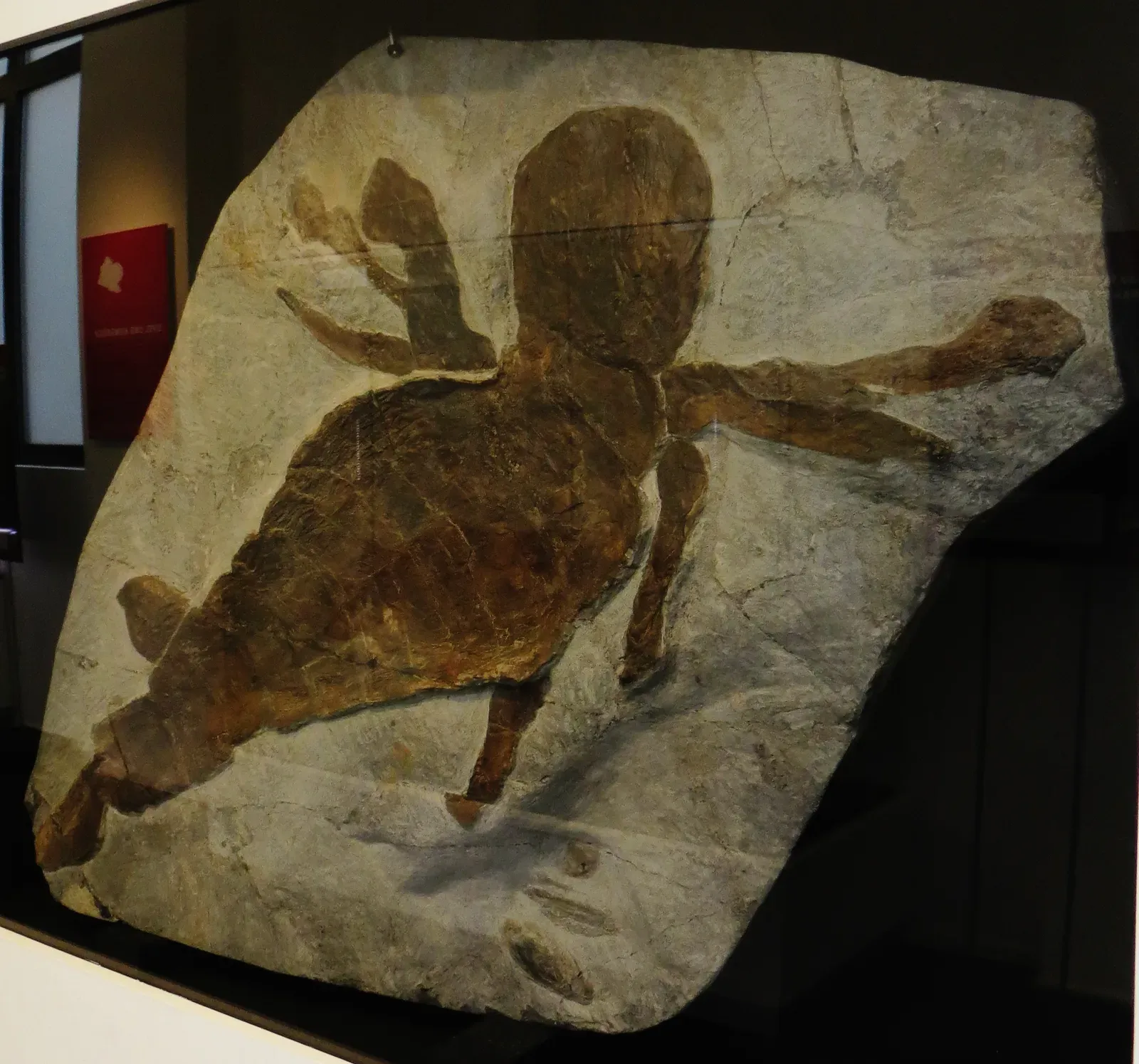 Jaekelopterus – The Bus‑Sized Sea Scorpion (By Ghedoghedo, CC BY-SA 4.0)