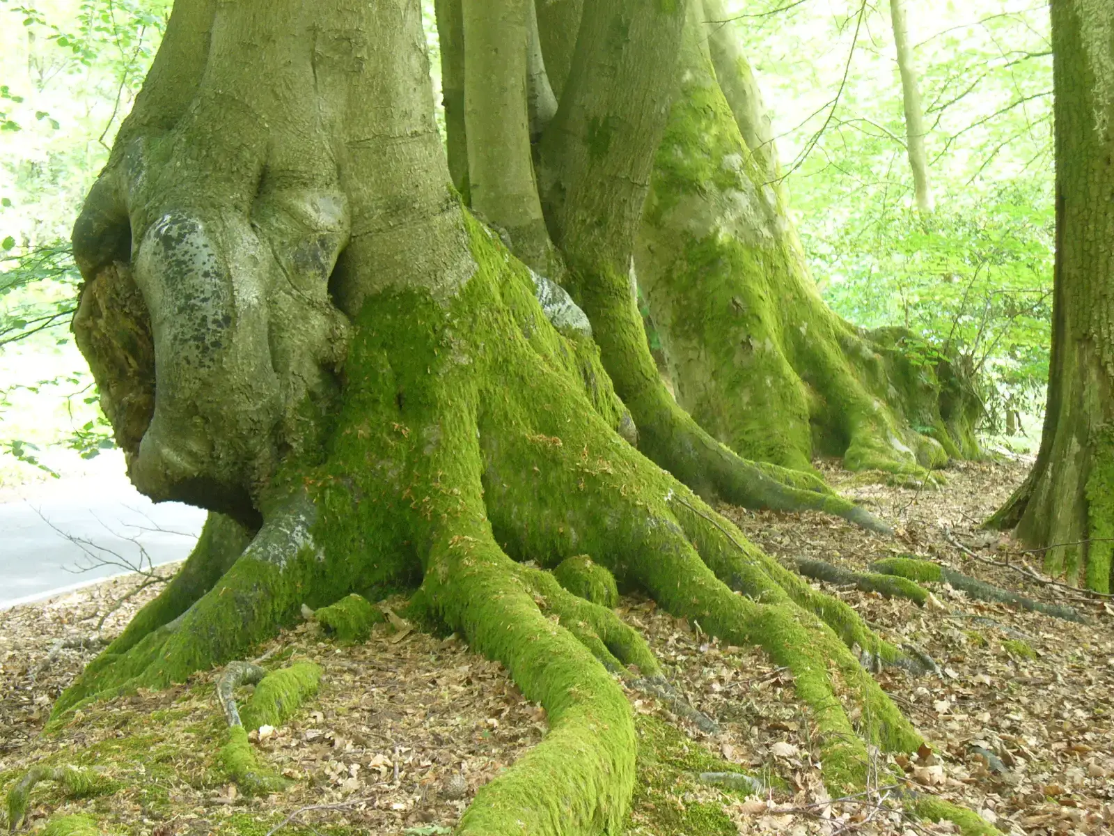 Root Systems That Changed the Planet Forever (Image Credits: Wikimedia)