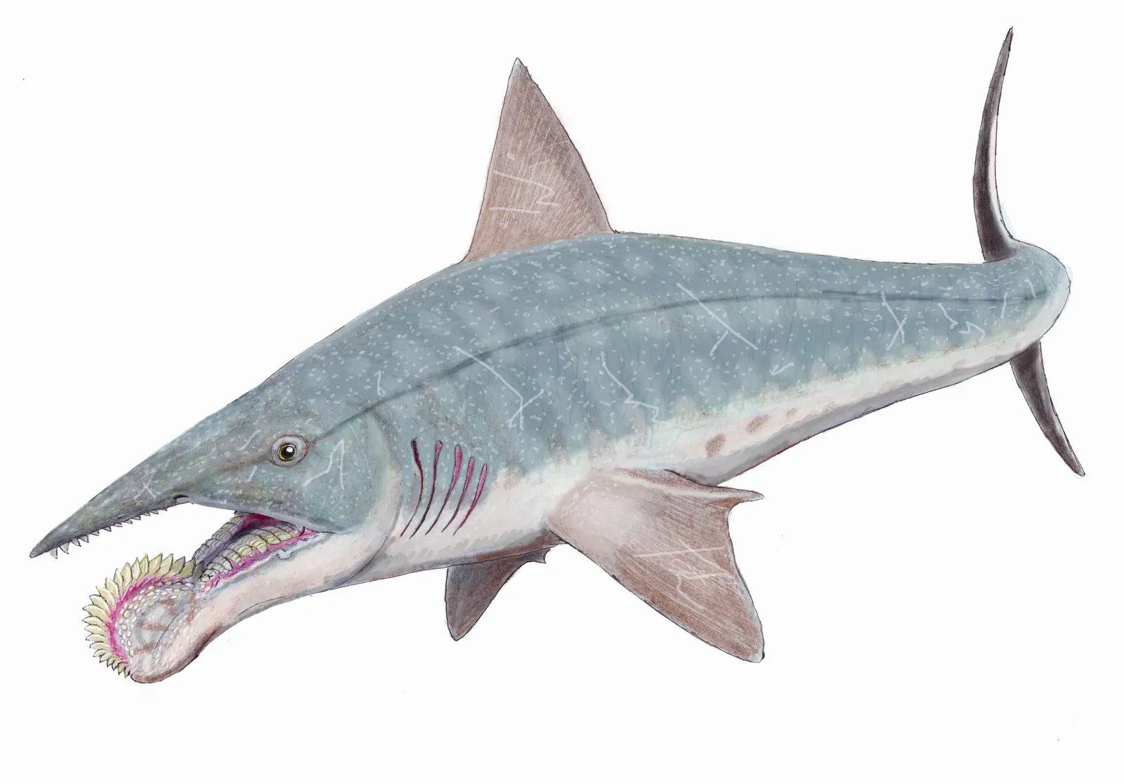Aquarius (January 20 – February 18): Helicoprion (dmitrchel@mail.ru, CC BY 3.0)