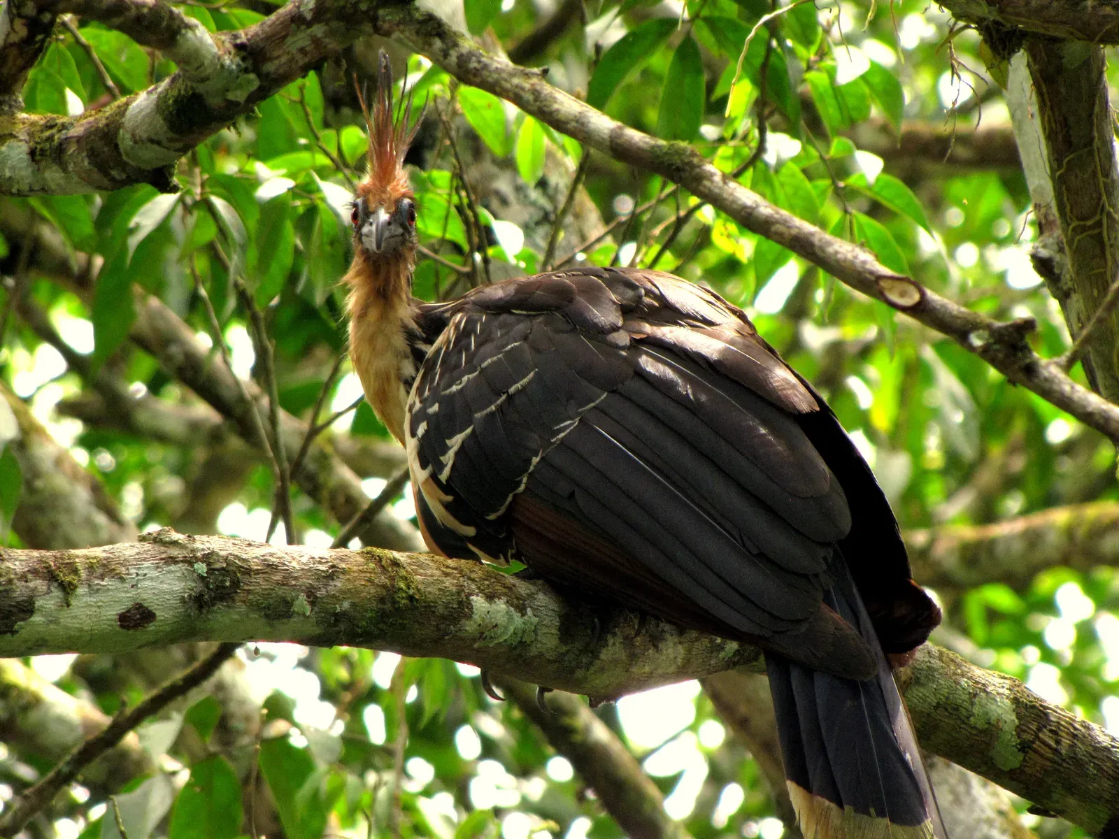 They're The National Bird Of Guyana (Image Credits: Wikimedia)