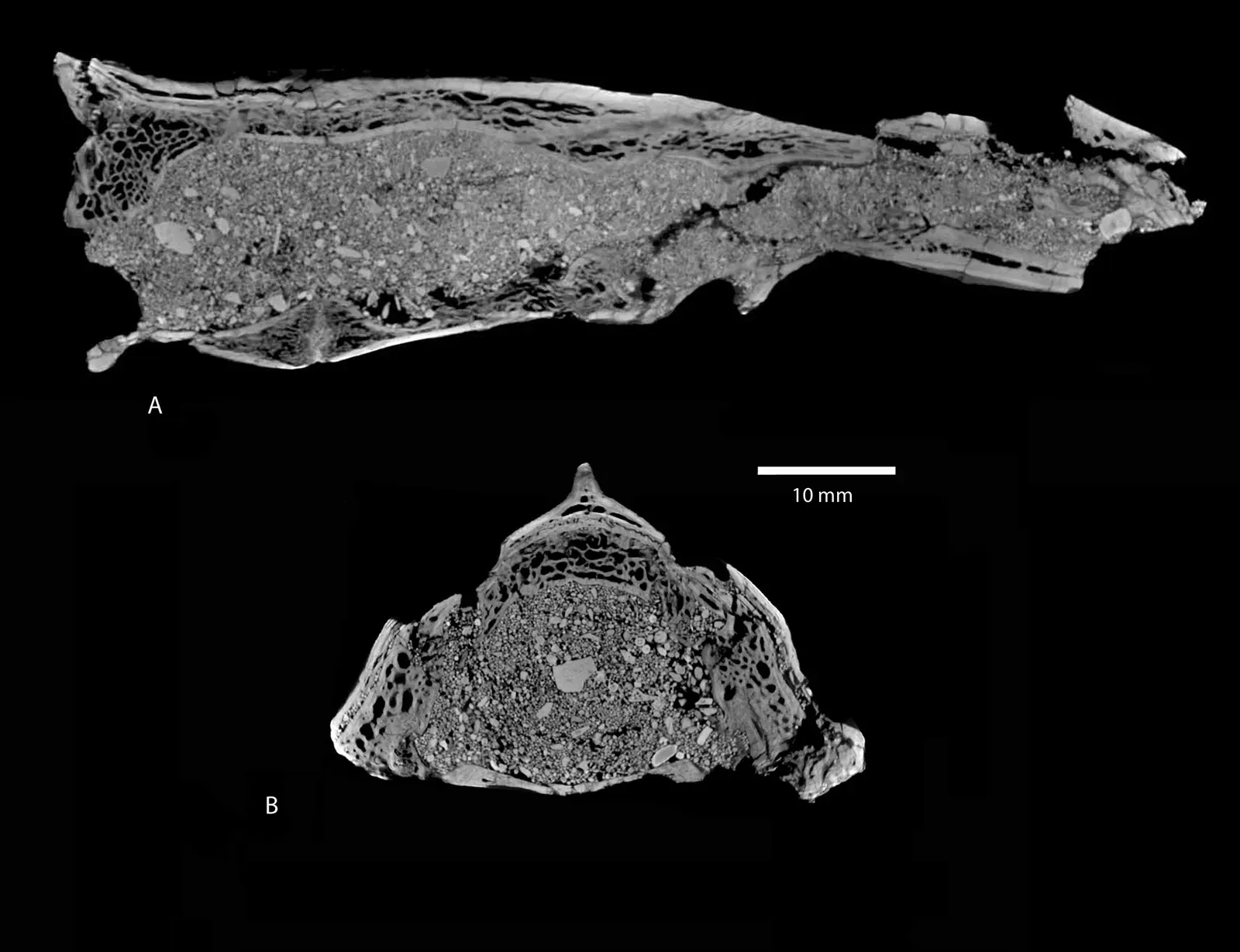 Cutting‑Edge Tools: How Technology Lets You Read Ancient Bones Anew (Gheerbrant E, Amaghzaz M, Bouya B, Goussard F, Letenneur C (2014) Ocepeia (Middle Paleocene of Morocco): The Oldest Skull of an Afrotherian Mammal. PLoS ONE 9(2): e89739. doi:10.1371/journal.pone.0089739, CC BY 4.0)