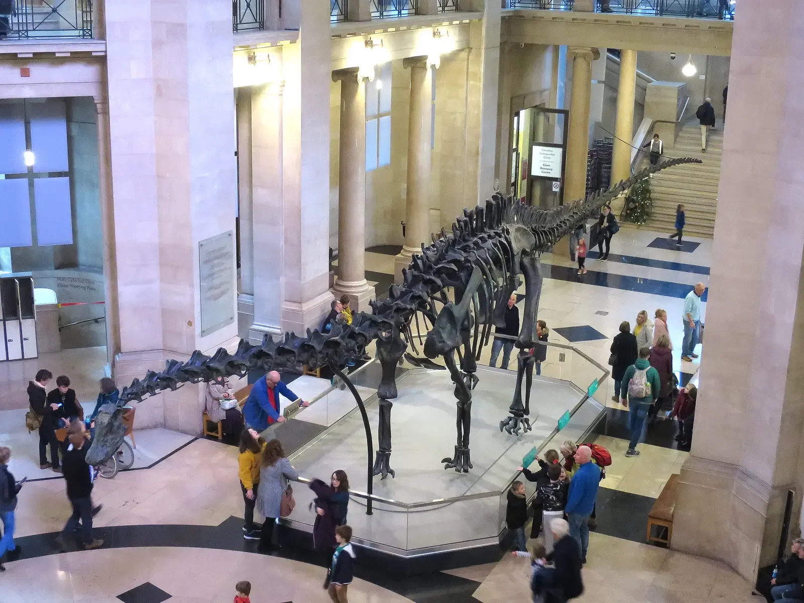 Dippy the Diplodocus: A Dinosaur That Changed the World (Image Credits: Wikimedia)