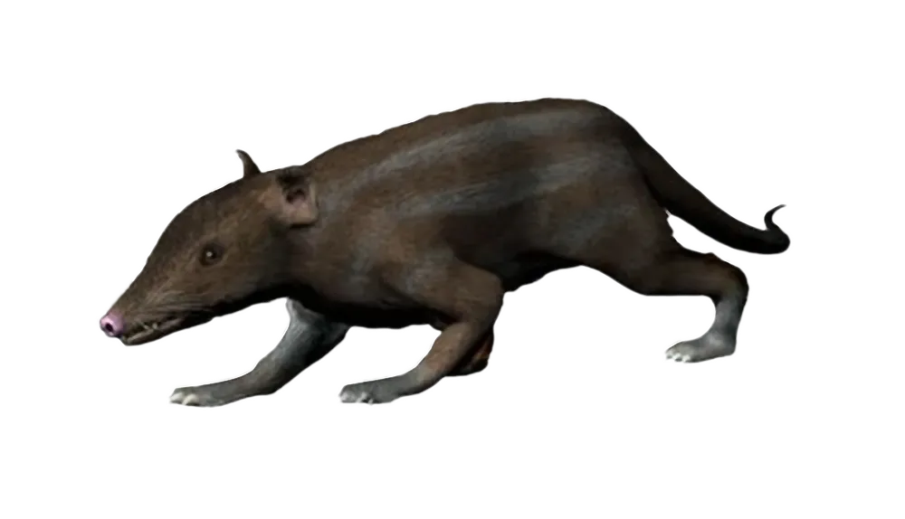 From Rat-Sized to Rulers (Image Credits: Wikimedia)