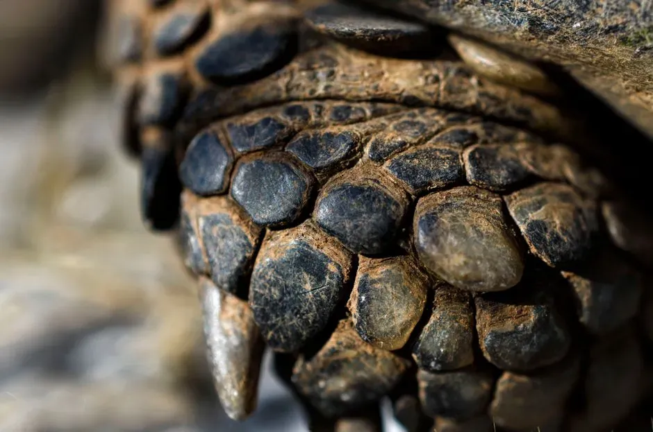 #2 - Its Armor Plates, Still Sitting in Their Original Positions (Image Credits: Pexels)