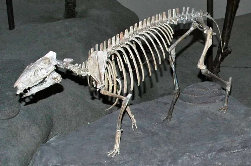 From Tiny Forest Dwellers to Ice Age Powerhouses (James St. John, Flickr, CC BY 2.0)