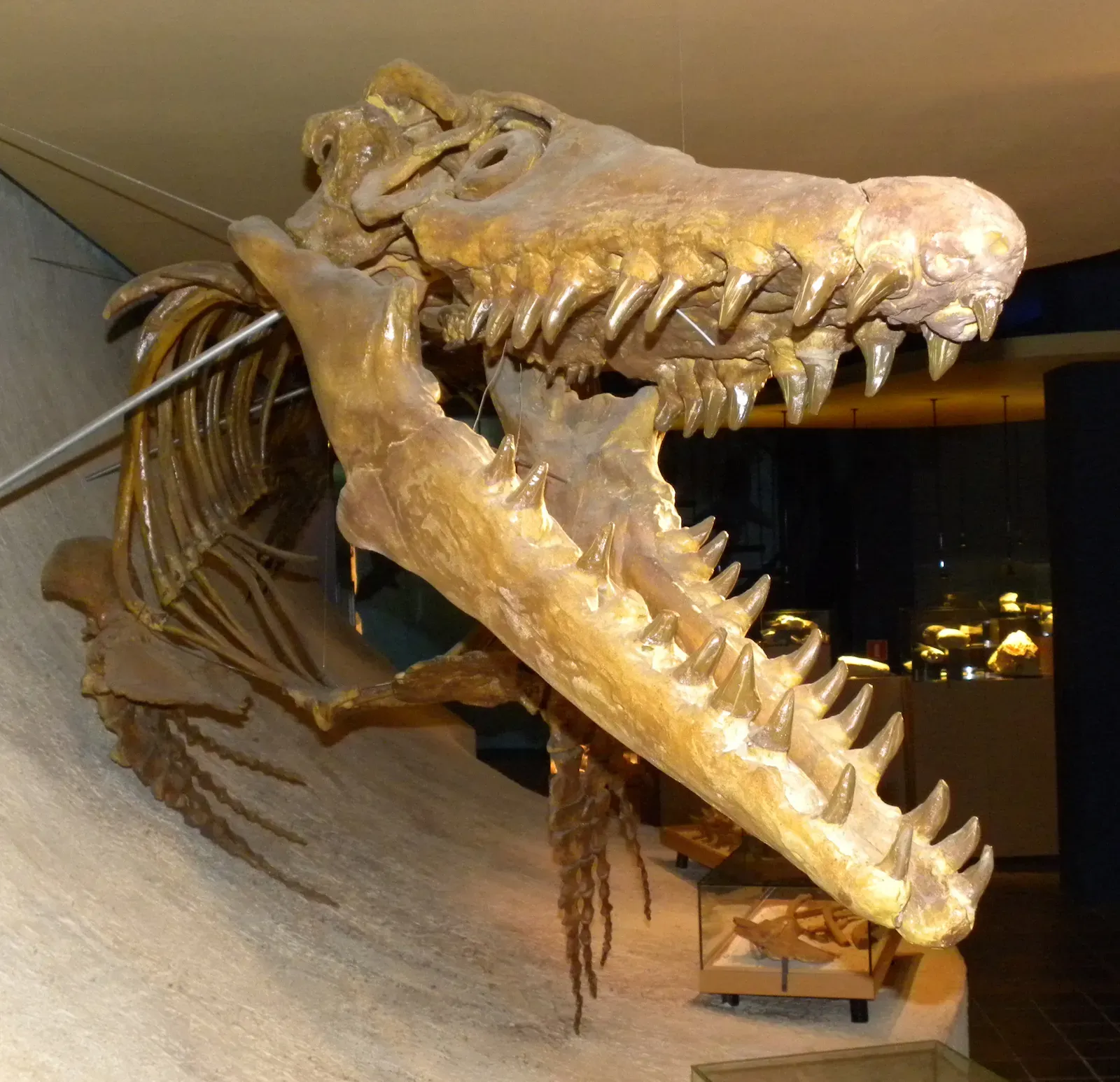 Why Mosasaurs Weren’t Dinosaurs: The Family Tree Problem (By Wilson44691, Public domain)