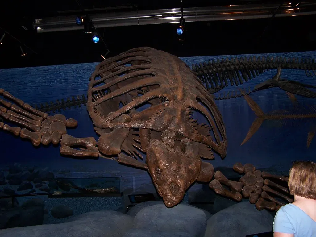 Archelon: The Giant Sea Turtle the Size of a Small Car (ZacharyTirrell, Flickr, CC BY-SA 2.0)