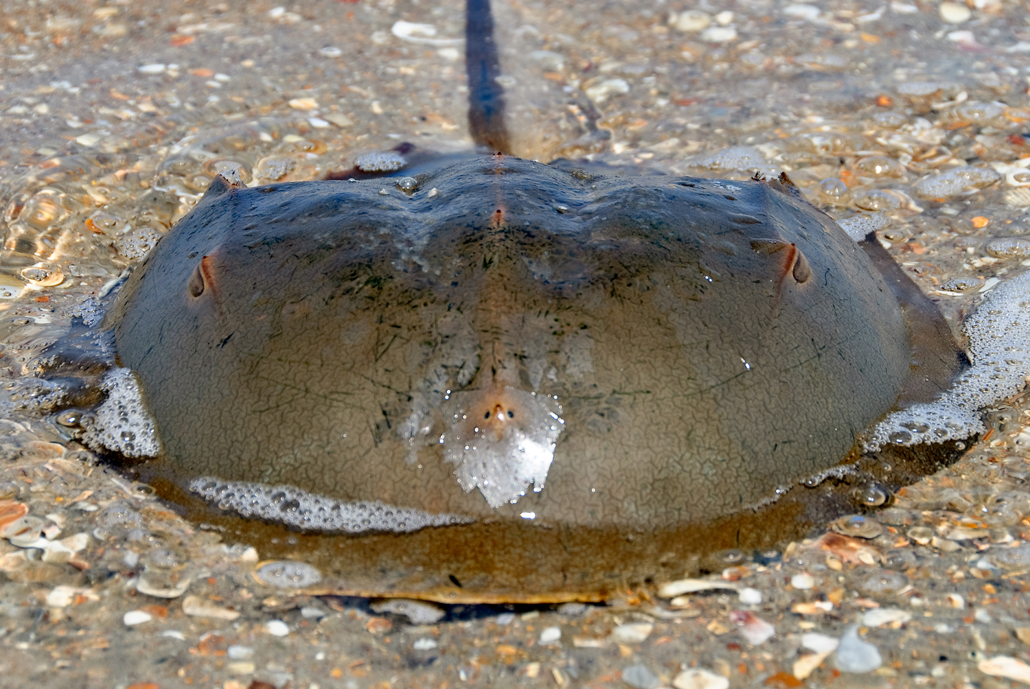 Living Fossils with Blue Blood (Image Credits: Wikimedia)