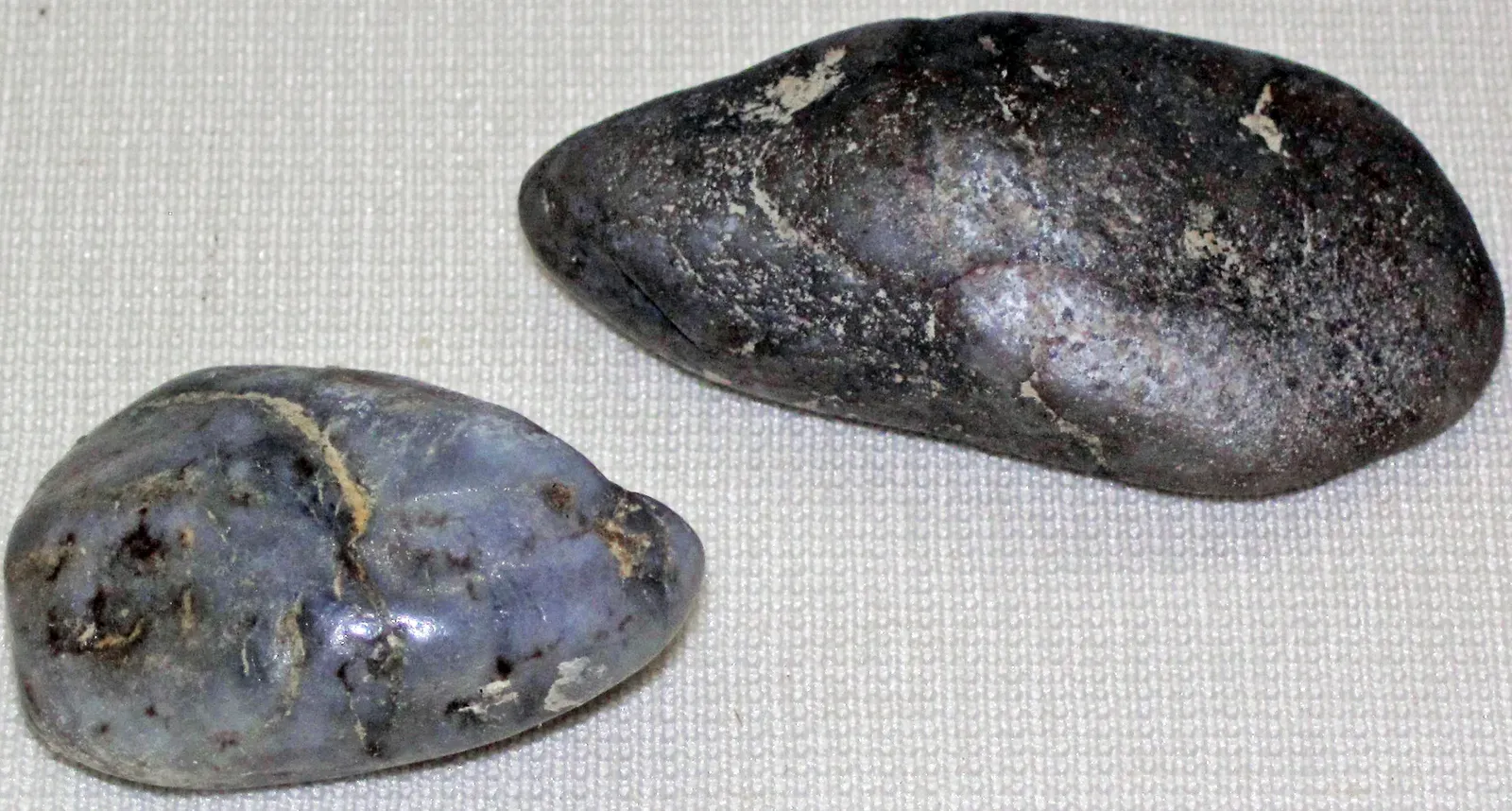 The Discovery That Changed Everything: A Prehistoric Stomach Fossil (By James St. John, CC BY 2.0)