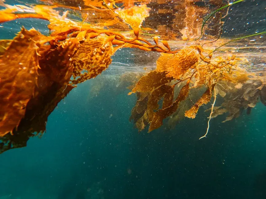 The Kelp Highway: An Ancient Coastal Superhighway (Image Credits: Pexels)