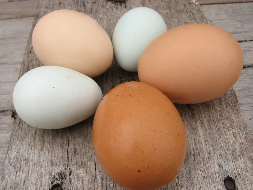 #5: Egg Size Is a High-Stakes Trade-Off, Not Just “Bigger Is Better” (robstephaustralia, Flickr, CC BY 2.0)