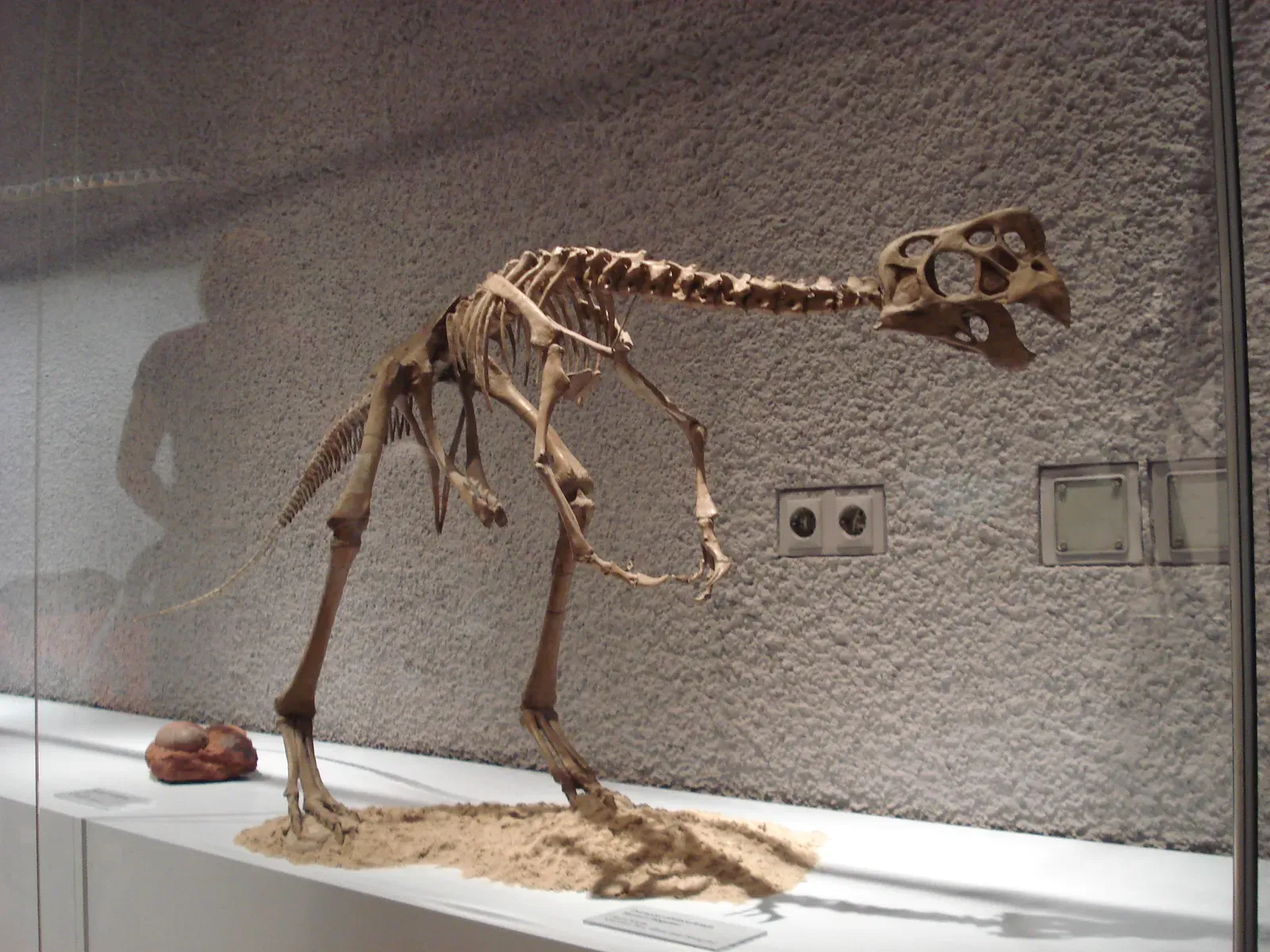 The Oviraptor Scandal: A Wrongly Accused Egg Thief (By Ghedoghedo, CC BY-SA 3.0)
