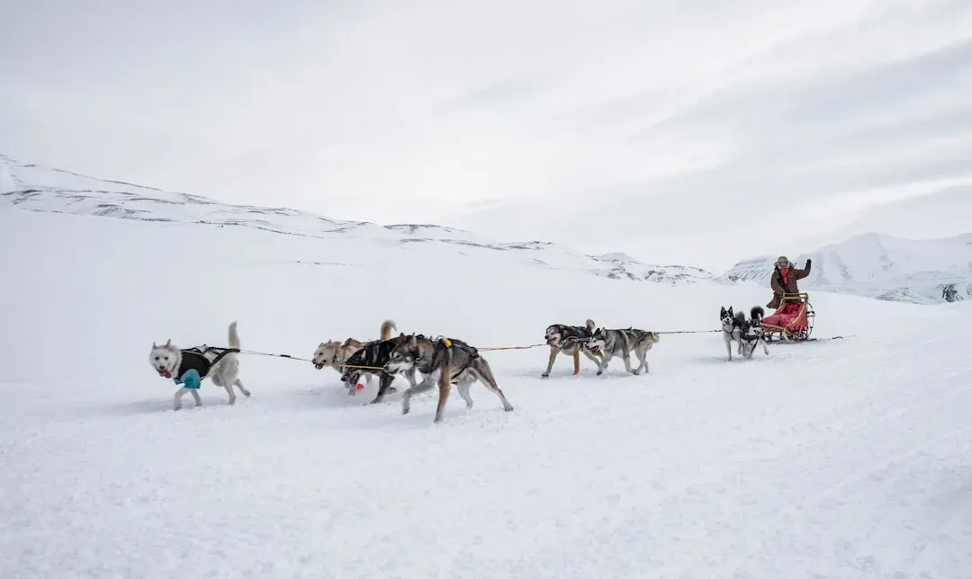 6. Dogs Expanded What Humans Could Do in Harsh Environments (Image Credits: Unsplash)
