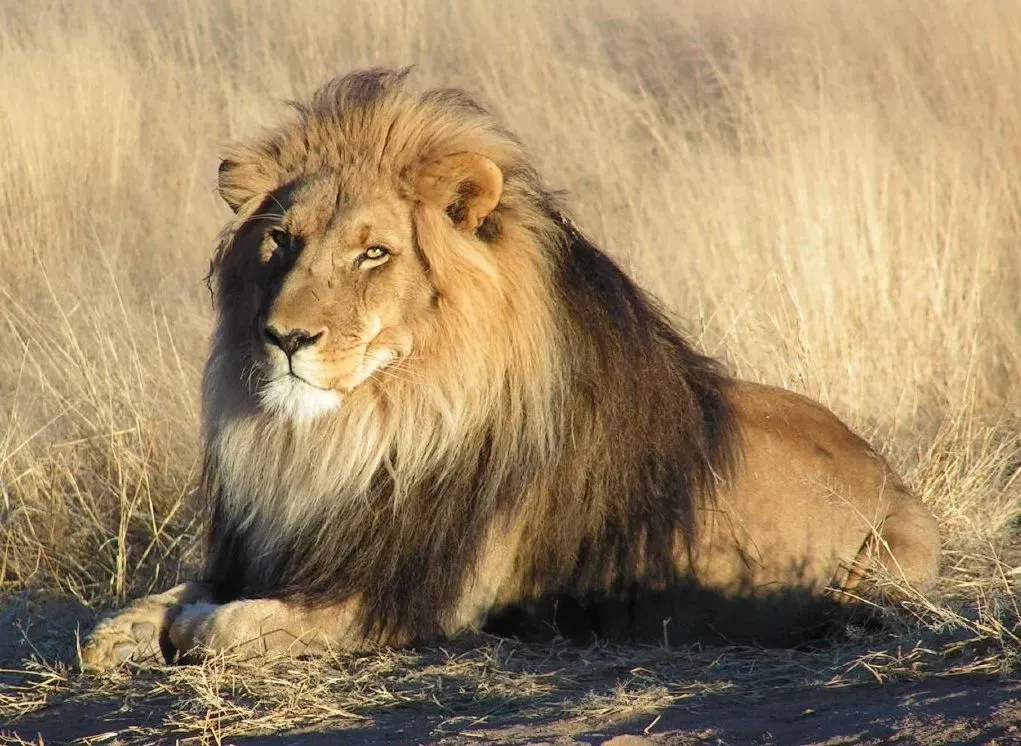 Leo: The Regal Lion (Image Credits: Wikimedia)