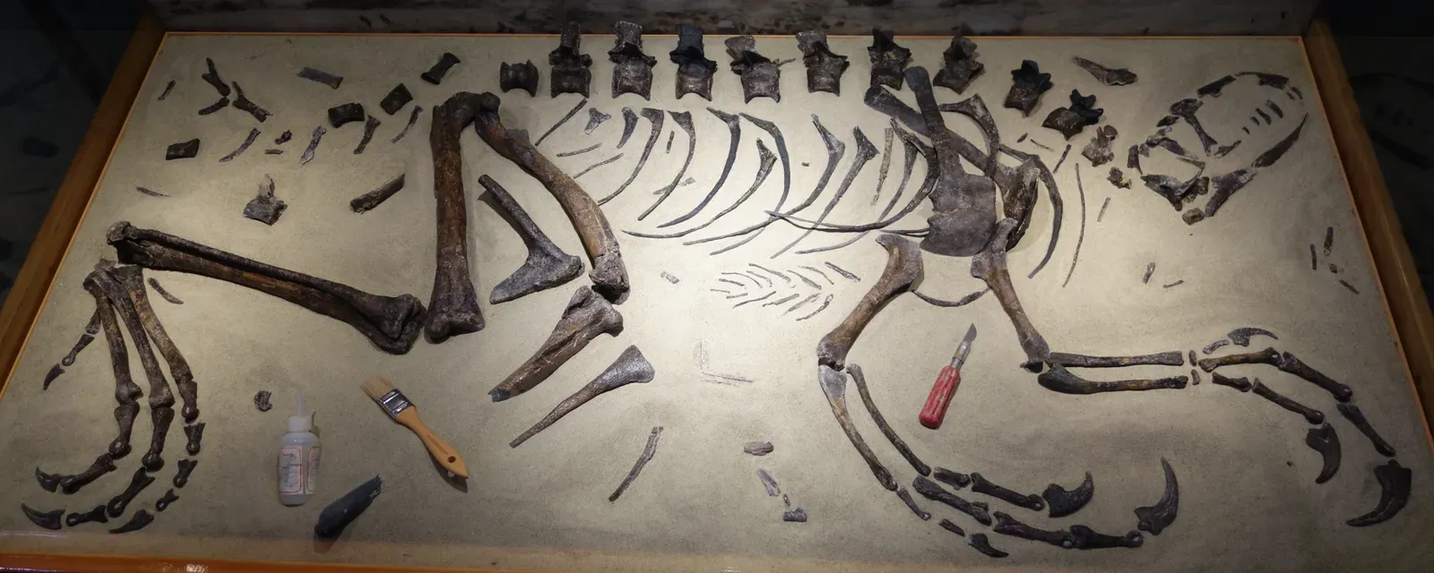 Ancient Seas and the Birth of North Carolina's Fossil Record (Image Credits: Wikimedia)