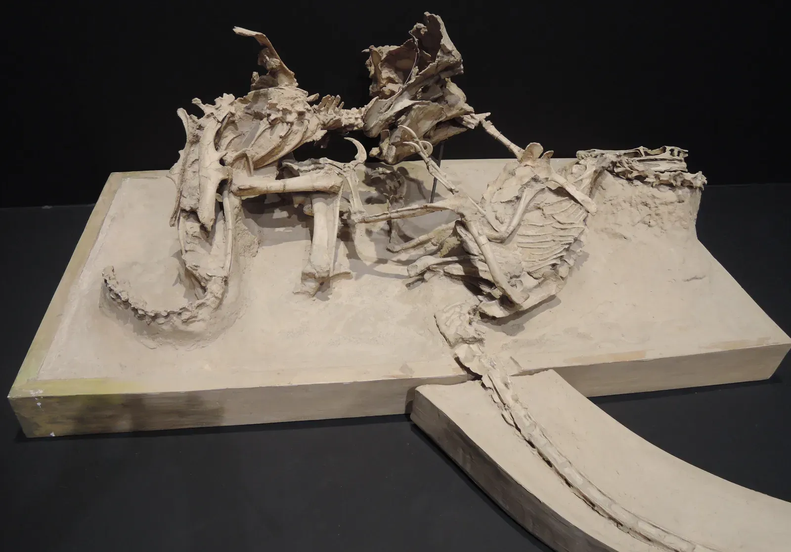 #11 - The "Fighting Dinosaurs": Misunderstood Positions in a Legendary Fossil (2014-03-25 13.04.56, CC BY 2.0)