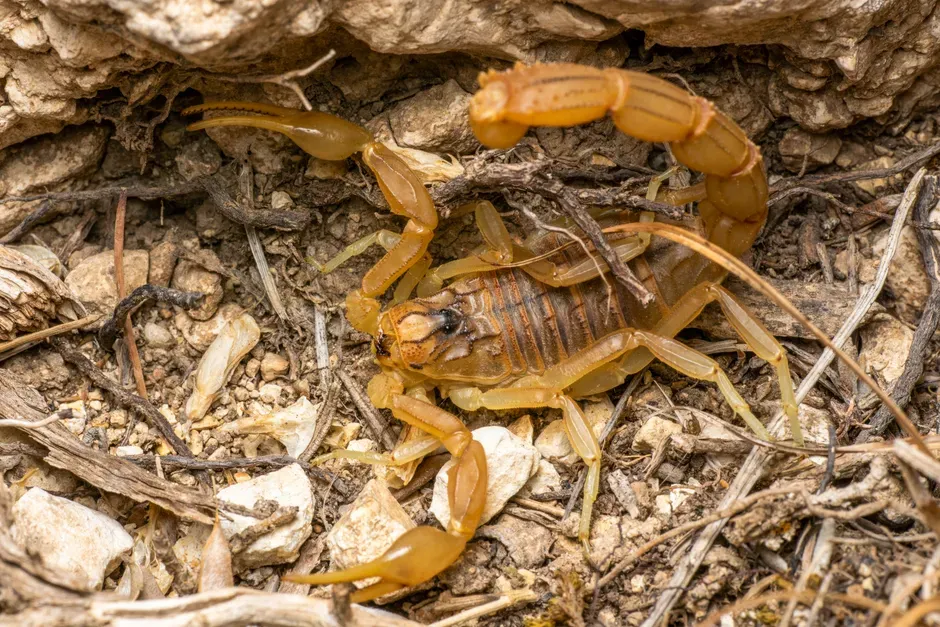 Scorpio: Camouflage, Depth, and Strategic Defense (Image Credits: Pexels)