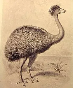 6. The Elephant Birds of Madagascar: True Giants in the Shadows (By Unknown authorUnknown author, Public domain)