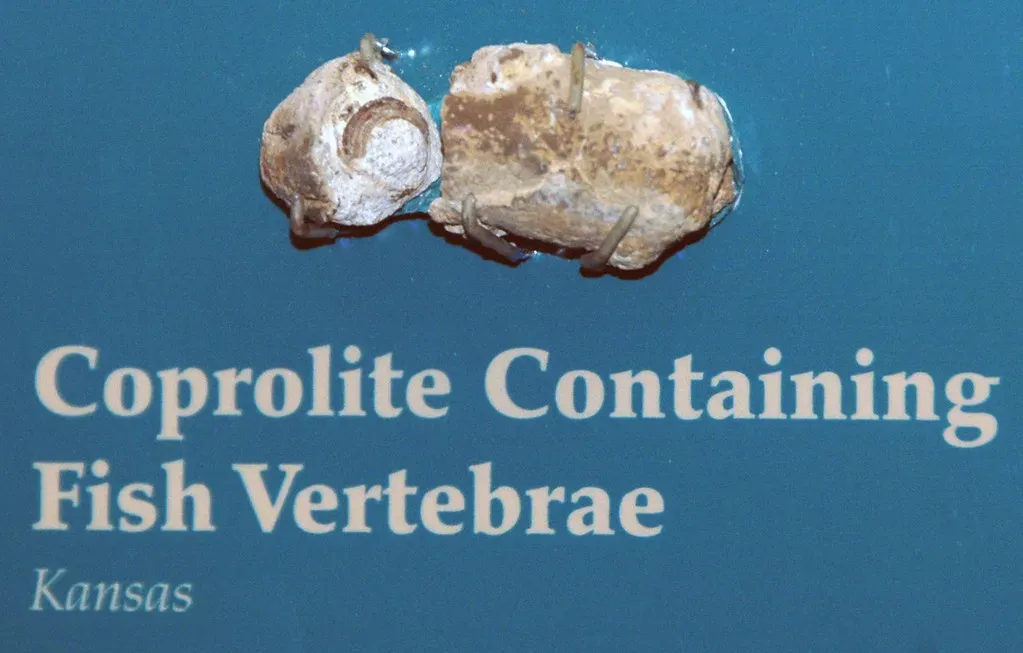 What Coprolites Really Tell Us About Meat vs. Plants (James St. John, Flickr, CC BY 2.0)