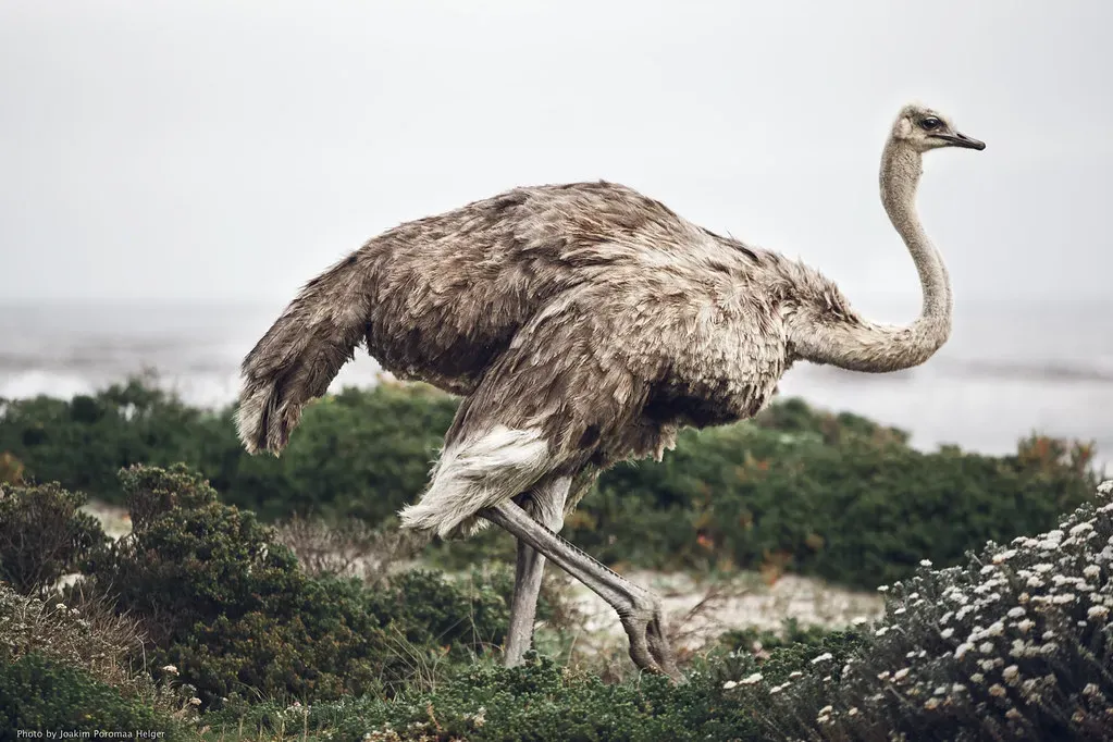 The Living Dinosaurs Among Us: What This Means for Science Today (Image Credits: Flickr)