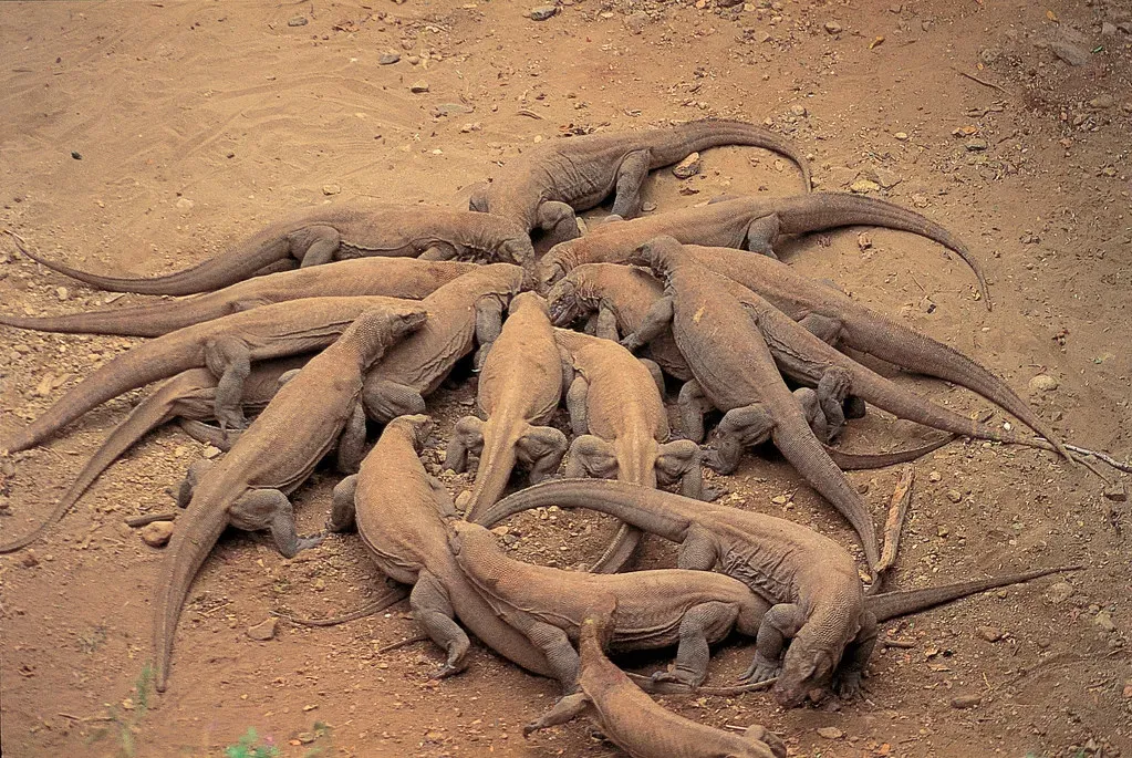Komodo Dragons: The Venom-Tracking Combo (Image Credits: Flickr)