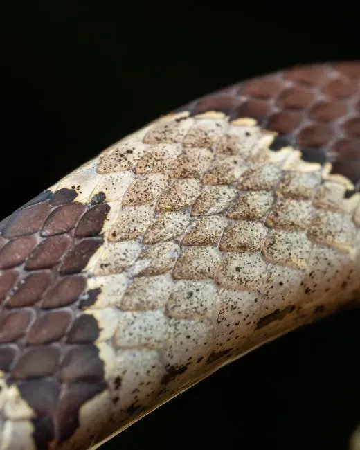 2. Waterproof, Keratin-Rich Scales: A Suit of Living Armor (Image Credits: Pexels)