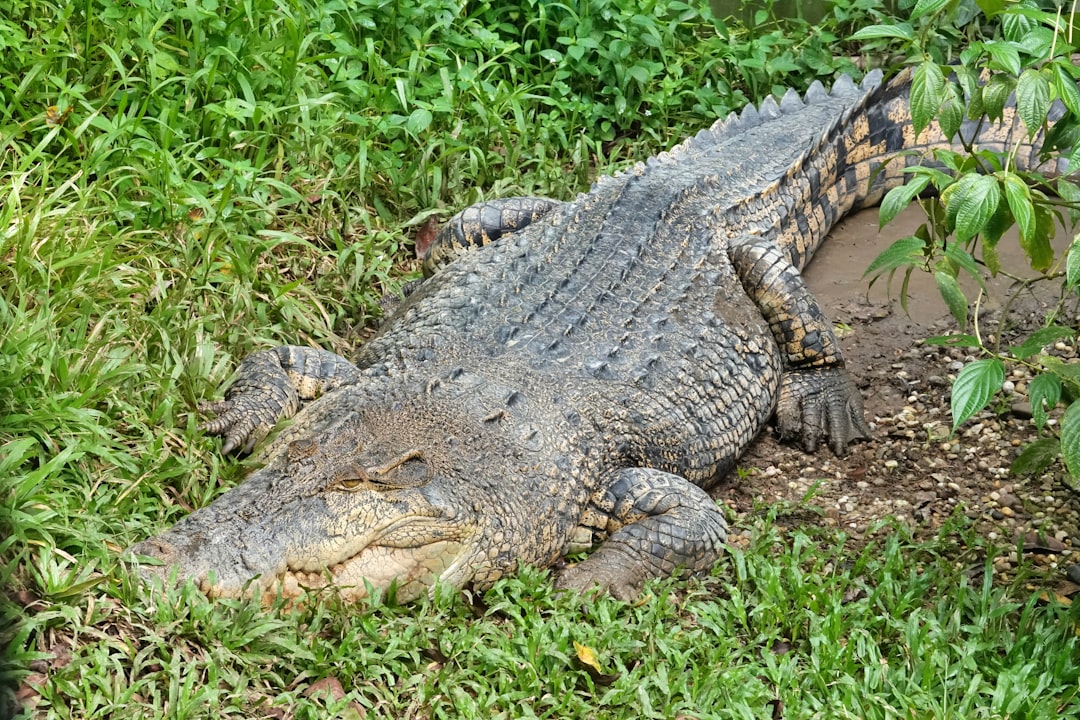 Crocodilians: Armored Survivors from the Age of Reptiles (Image Credits: Unsplash)