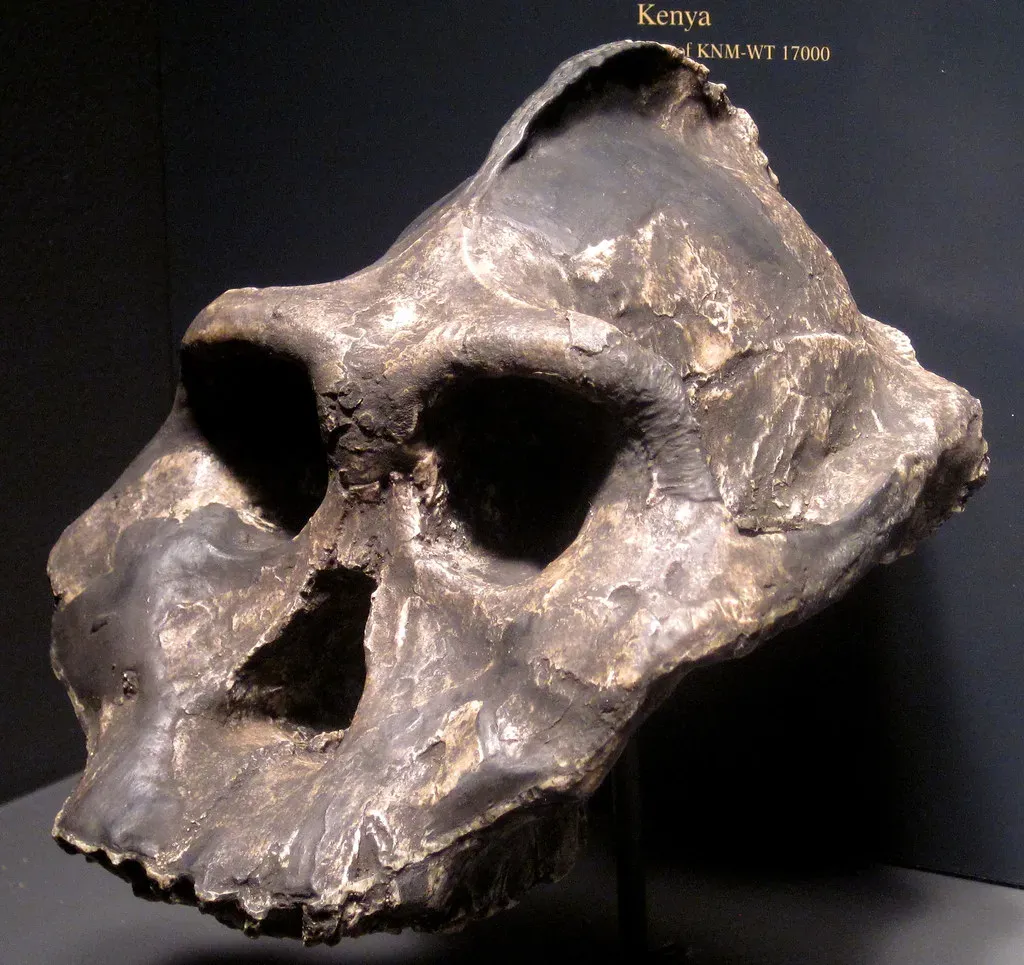 #7 - A "Vanished" Species That Wasn't Actually Gone (James St. John, Flickr, CC BY 2.0)