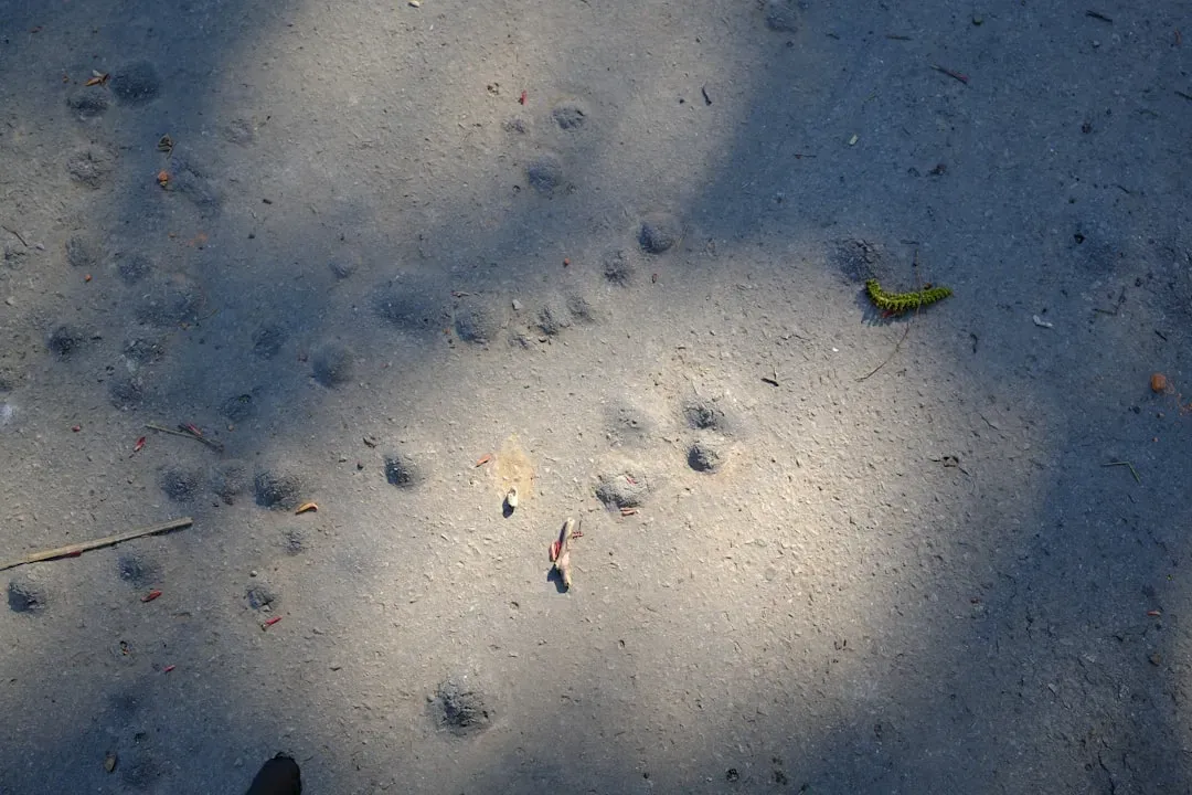#8 - They Could Tell One Individual Animal From Another Just by Its Tracks (Image Credits: Unsplash)